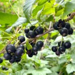 Ríbezľa čierna (Ribes nigrum) ´BEN CONAN´- výška 70-100 cm, voľnokorenná - STROMČEKOVÁ/NA KMIENKU
